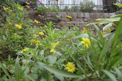 TEXAS S.A. RIVERWALK FLOWERS.JPG